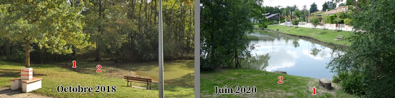 Arbres abattus en 2020 au bord du lac St Clair