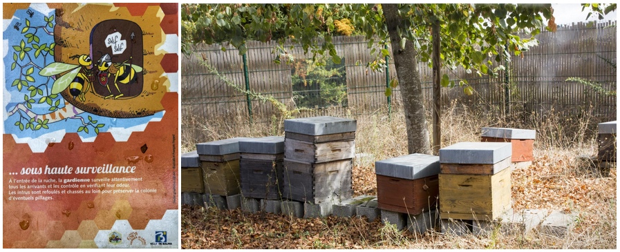 Le "chemin de l'abeille" conduit à un rucher à l'abandon