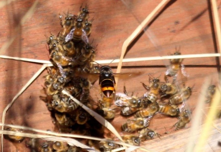 En l'absence de surveillance, les frelons asiatiques sont libres d'attaquer et de tuer les abeilles à l'entrée de la ruche.