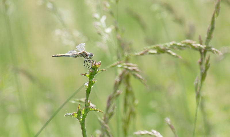 Quand les herbes grandissent, la vie s'y installe. Ici la prairie à l'arrière de la mairie, une des rares non fauchées en mai 2020.